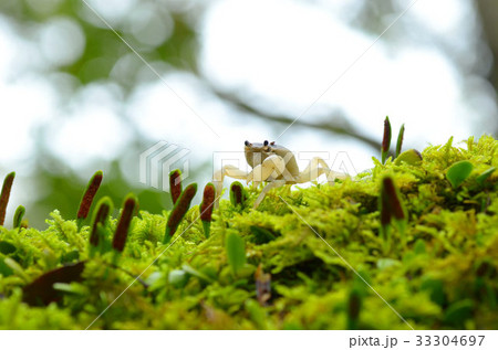 サワガニ 33304697