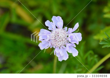 マツムシソウの紫色の花咲く 33304698