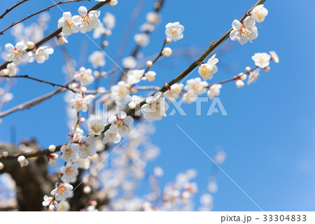 梅林の春 33304833