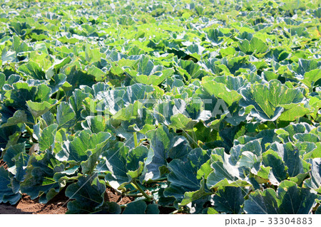 カボチャ畑 33304883