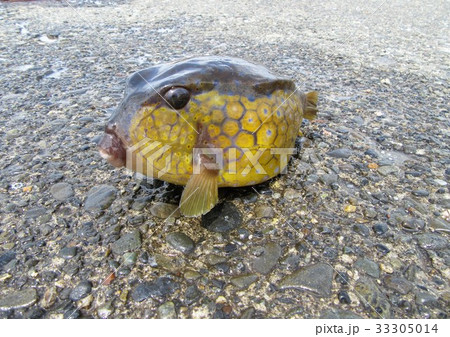 ハコフグ 33305014