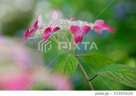 ガクアジサイの鮮やかな花咲く 33305628