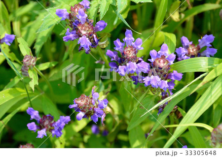 高原のウツボグサの花咲く 高原のウツボグサの花咲く 33305648