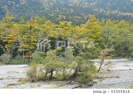 梓川の化粧柳 33305818