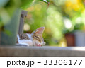 子猫③ 33306177
