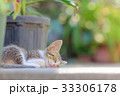 子猫④ 33306178