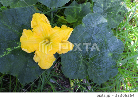 Pumpkin flower. beautiful yellow pumpkin flowers Pumpkin flower. beautiful yellow pumpkin flowers 33306264