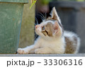 子猫① 33306316