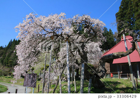 赤沼無量寺のしだれ桜（小野町） 33306429