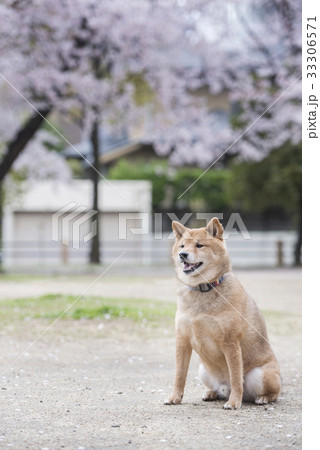 桜と柴犬の写真素材 33306571 Pixta