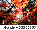 紅葉 33306865