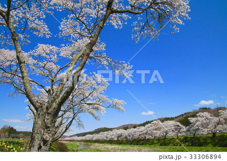 夏井川の千本桜（小野町） 33306894