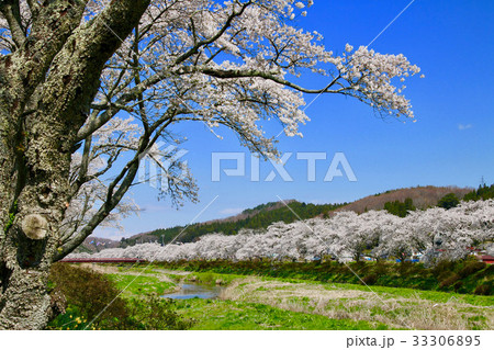 夏井川の千本桜（小野町） 33306895