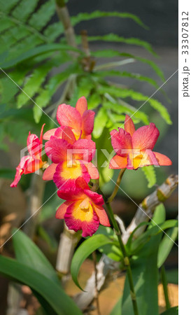 pink and yellow orchids flower pink and yellow orchids flower 33307812