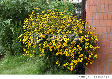 ルドベキア・タカオ 33308241