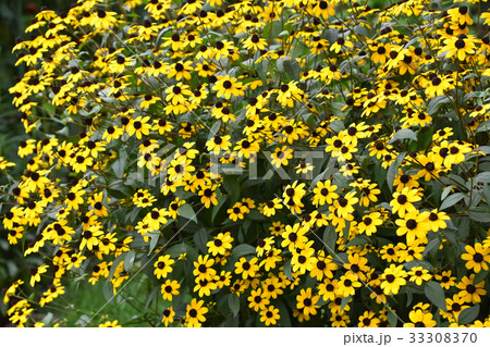 ルドベキア・タカオ ルドベキア・タカオ 33308370