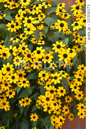 ルドベキア・タカオ 33308373