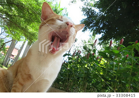 バンコクの公園に住む野良猫 バンコクの公園に住む野良猫 33308415