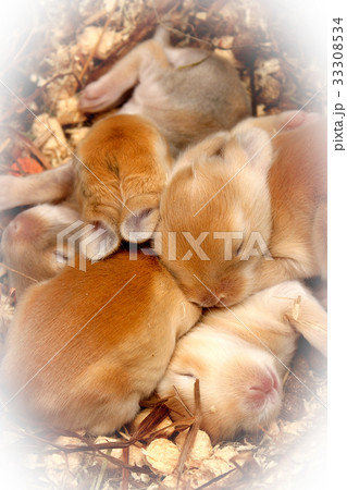 Little rabbit babies Little rabbit babies 33308534