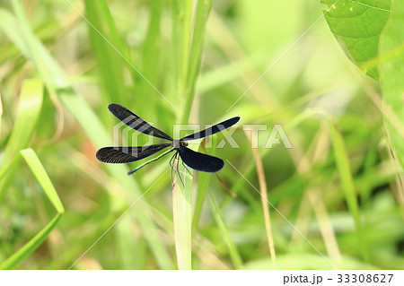ハグロトンボ 33308627