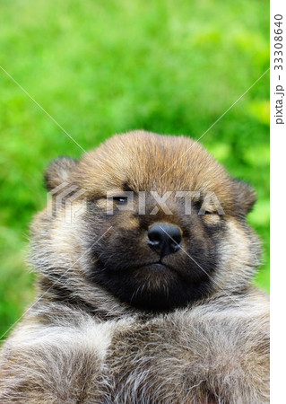 柴犬の赤ちゃん 33308640