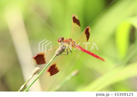 ミヤマアカネ 33309125