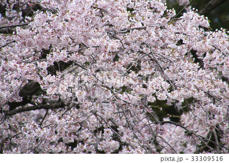岩倉桜(平田村) 岩倉桜(平田村) 33309516