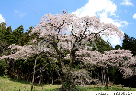 岩倉桜（平田村） 33309517