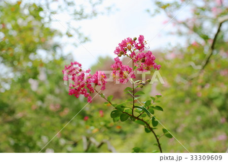 サルスベリの花 サルスベリの花 33309609