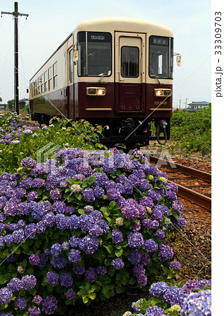 天竜浜名湖鉄道と紫陽花 天竜浜名湖鉄道と紫陽花 33309703