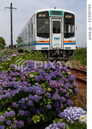 天竜浜名湖鉄道と紫陽花 33309704