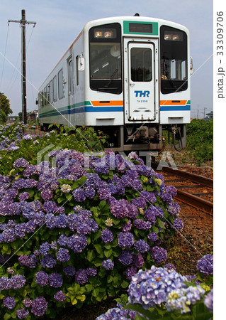 天竜浜名湖鉄道と紫陽花 33309706