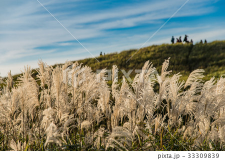 秋の曽爾高原　すすき　夕日を待つ人々 33309839