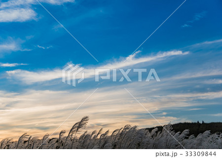 秋の曽爾高原　すすき　夕日を待つ人々 33309844