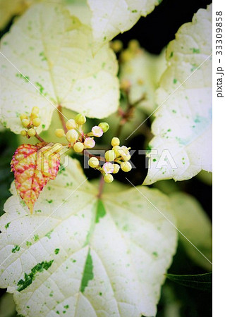 馬葡萄(野ぶどう) 馬葡萄(野ぶどう) 33309858