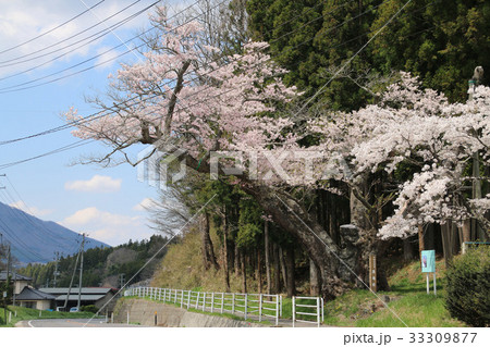 馬場ザクラ（平田村） 33309877