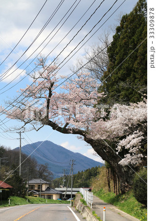 馬場ザクラ(平田村) 馬場ザクラ(平田村) 33309878