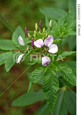 クレオメの花 33309935