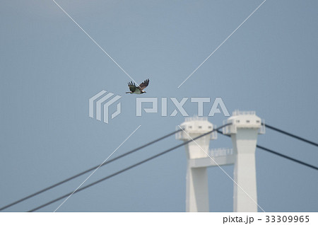 しらさぎ橋バックに飛翔するミサゴ1 しらさぎ橋バックに飛翔するミサゴ1 33309965