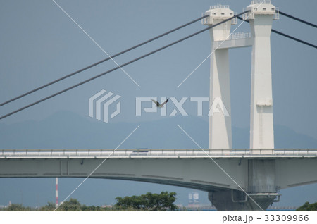 しらさぎ橋バックに飛翔するミサゴ2 しらさぎ橋バックに飛翔するミサゴ2 33309966