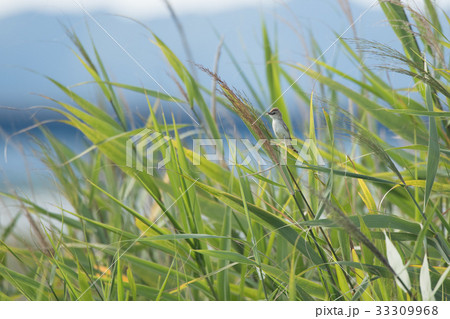 草原のセッカ 33309968