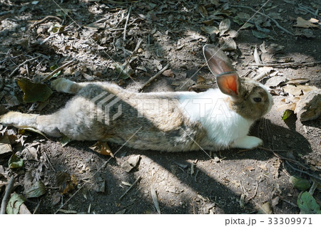 ウサギ 寝そべるの写真素材 ウサギ 寝そべるの写真素材
