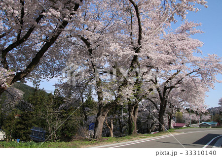 柳津駅の桜（柳津町） 33310140