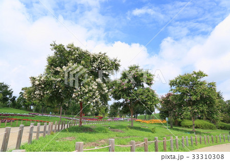 夏の公園 33310308