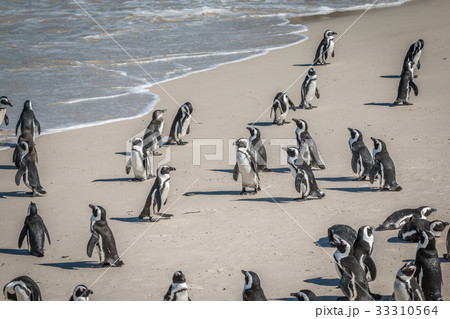 Penguins in Cape Town South Africa 33310564