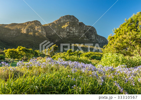 Kirstenbosch Garden in Cape Town Kirstenbosch Garden in Cape Town 33310567