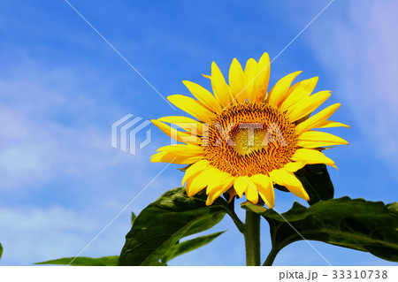 ひまわり　茨城県那珂市 33310738