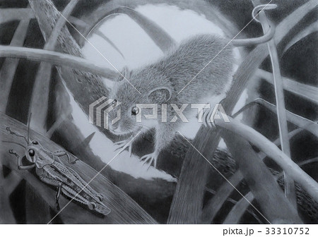 カヤネズミのハンティング(鉛筆画) カヤネズミのハンティング(鉛筆画) 33310752