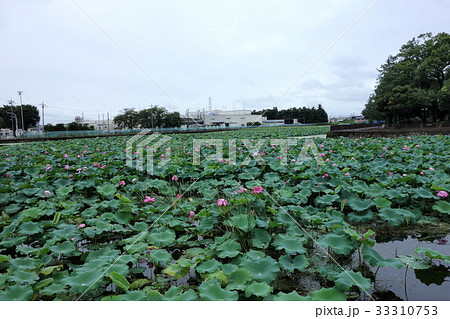 伊勢崎市伊与久沼のハス 伊勢崎市伊与久沼のハス 33310753