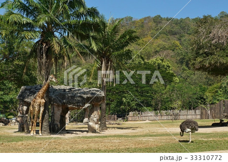 キリン（Giraffa camelopardalis）、動物園（Zoo）、サファリ（Safari） 33310772